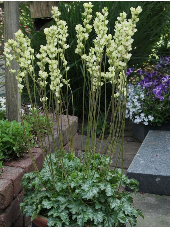 Heuchera villosa ‘Candlelights Lime’