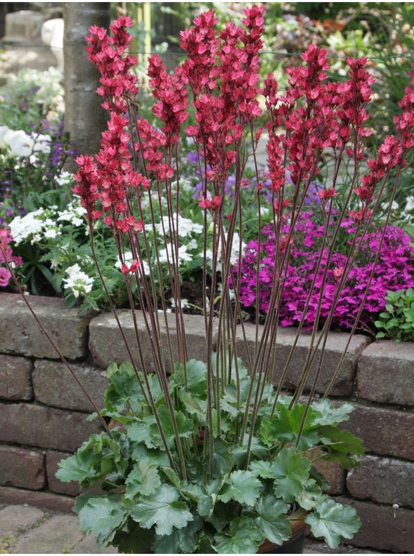 Heuchera villosa ‘Candlelights Red’