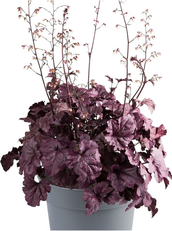 Heuchera villosa ‘Everglow Wildberry’