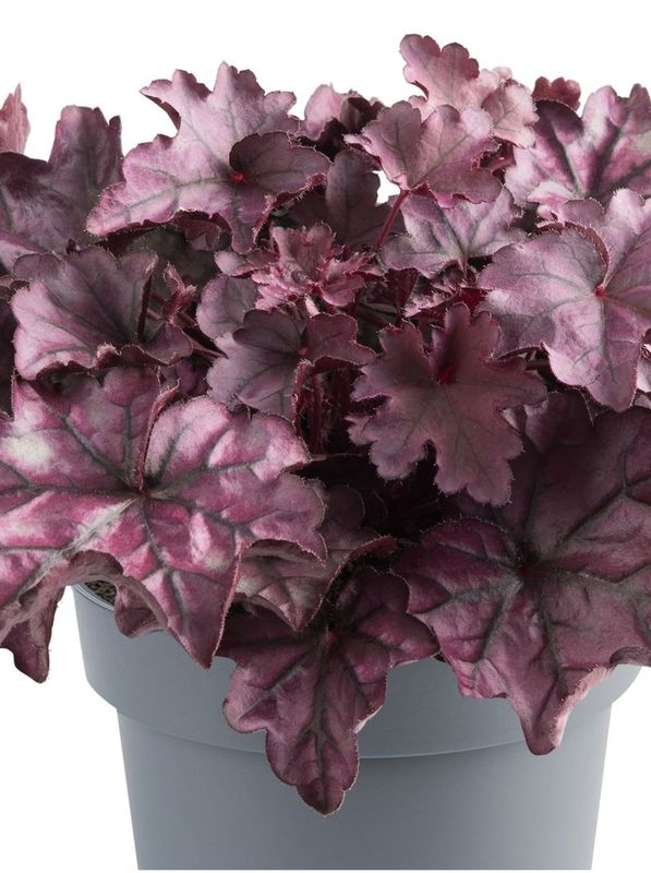 Heuchera villosa ‘Everglow Rose Sunset’