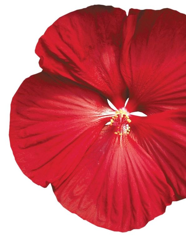 Hibiscus moscheutos ‘Luna F1 Red’