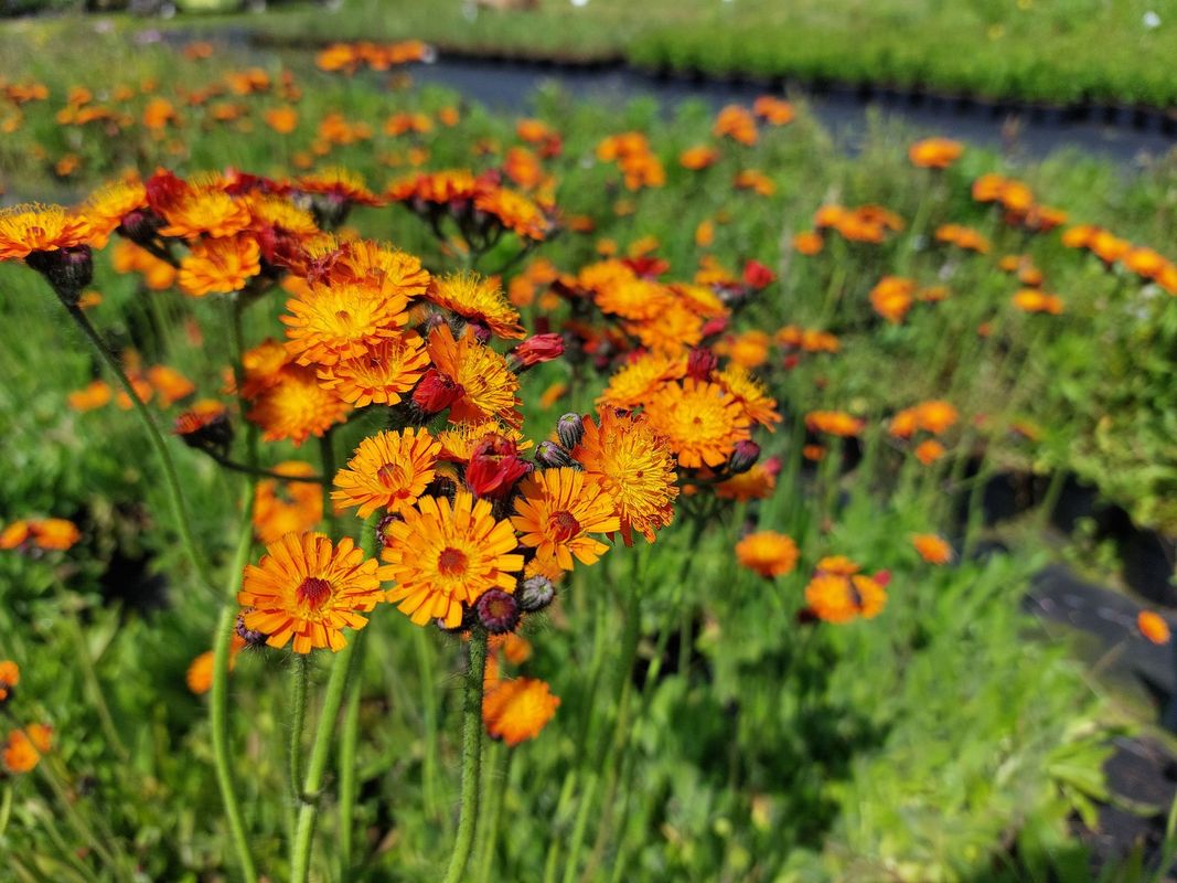 Hieracium aurantiacum