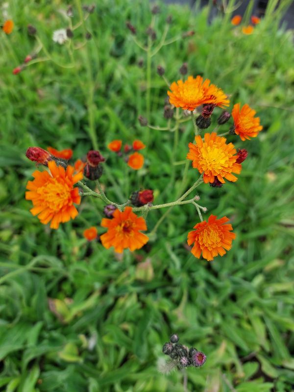 Hieracium aurantiacum