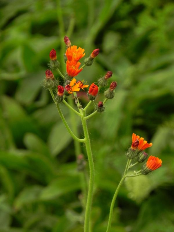 Hieracium aurantiacum
