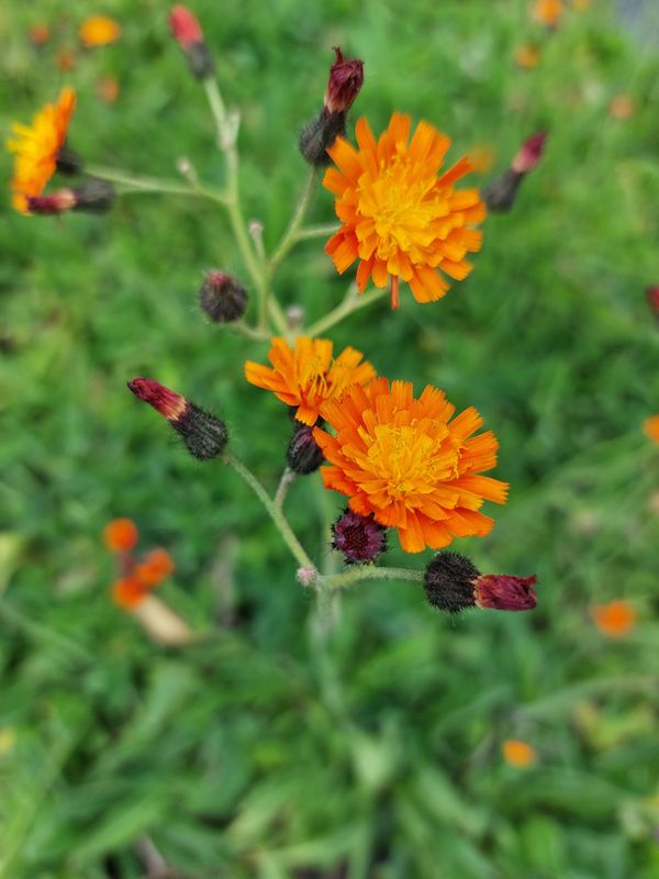 Hieracium aurantiacum
