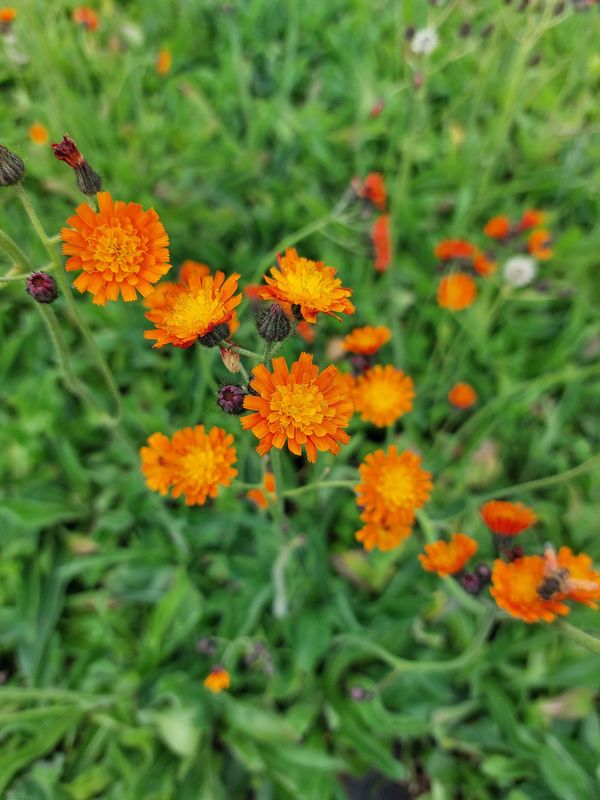 Hieracium aurantiacum