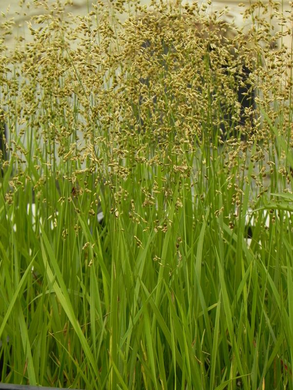 Hierochloe odorata