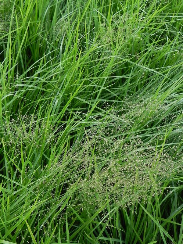 Hierochloe odorata