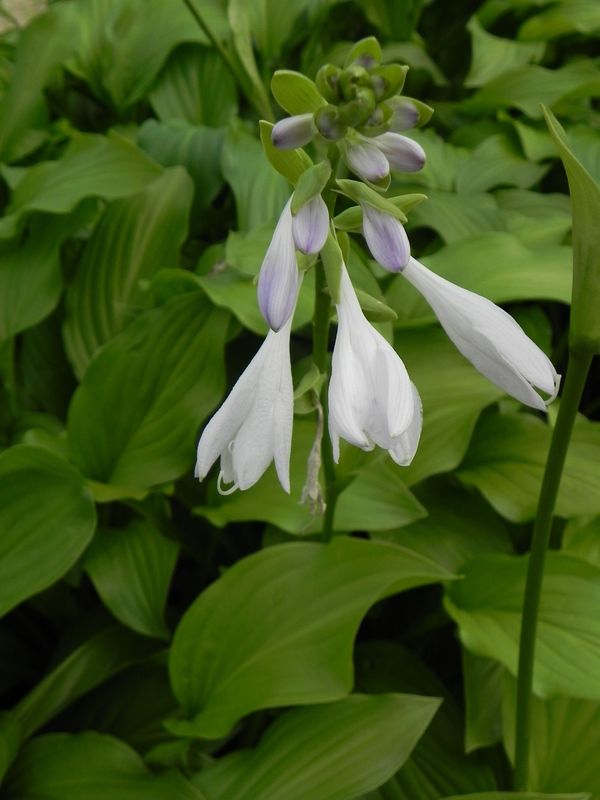 Hosta elata