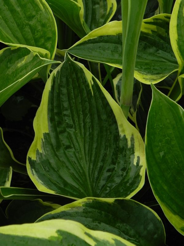 Hosta fortunei ‘Aureomarginatha’