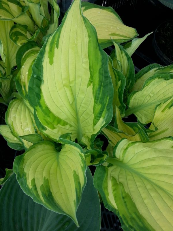 Hosta fortunei ‘Albopicta’