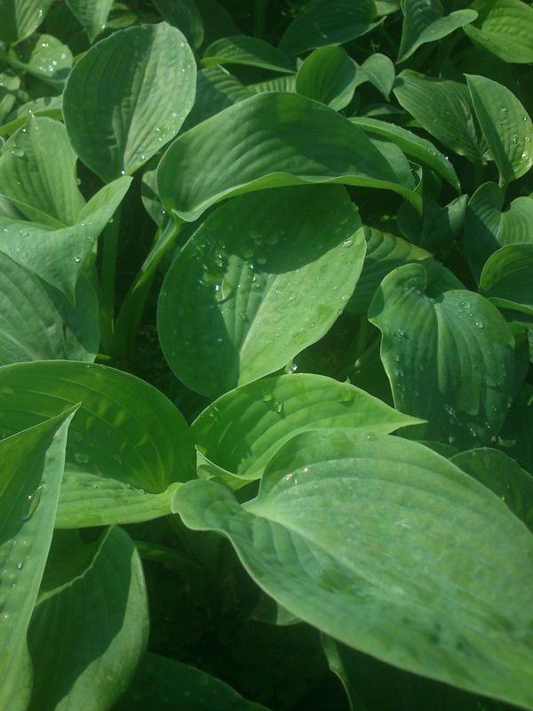 Hosta fortunei ‘Hyacinthina’