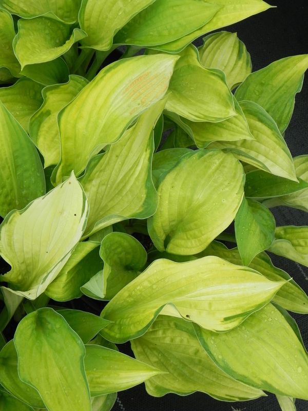 Hosta fortunei ‘Gold Standard’
