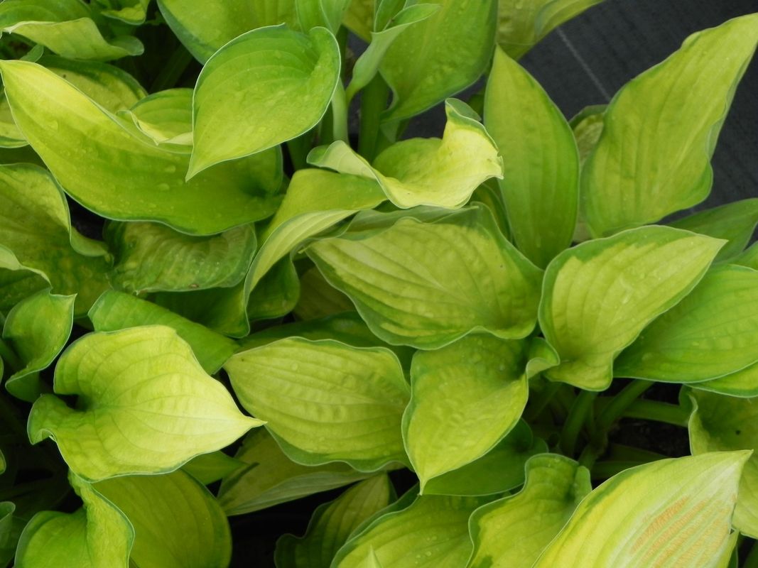 Hosta fortunei ‘Gold Standard’