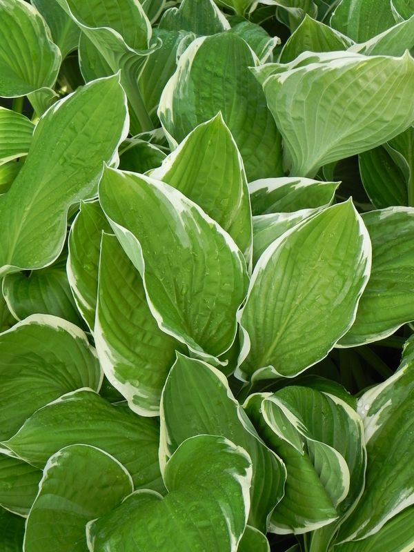Hosta fortunei ‘Carol’