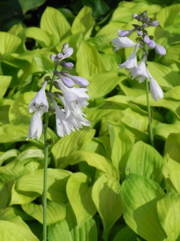 Hosta x hybrida ‘August Moon’