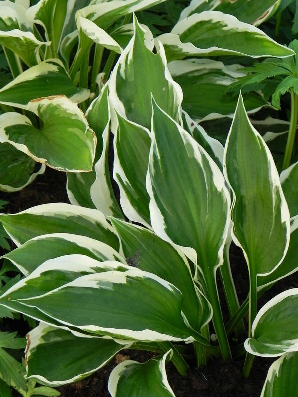 Hosta x hybrida ‘Patriot’
