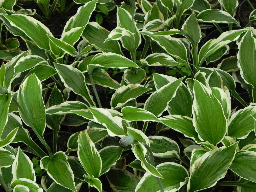 Hosta x hybrida ‘Patriot’