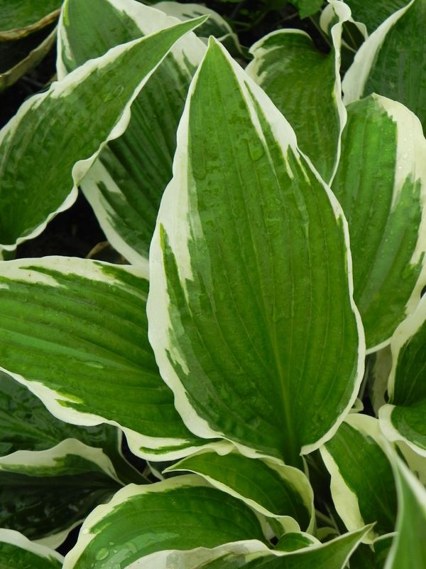 Hosta x hybrida ‘Patriot’