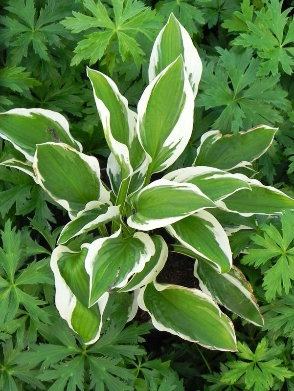 Hosta x hybrida ‘Patriot’