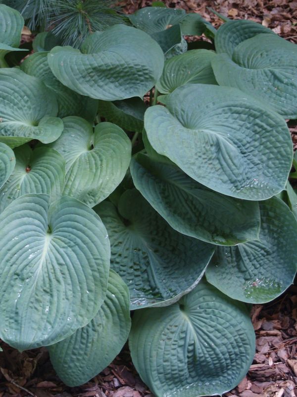 Hosta x hybrida ‘Blue Umbrellas’