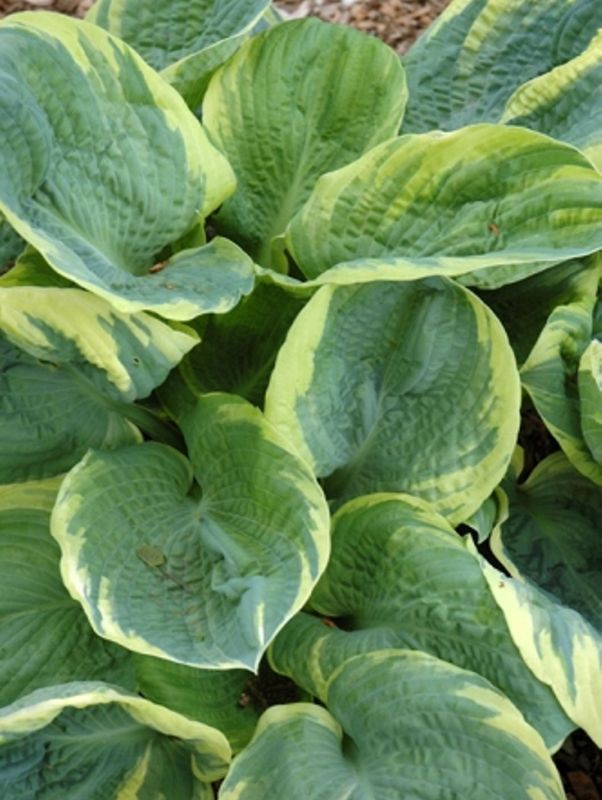 Hosta x hybrida ‘Pizzazz’