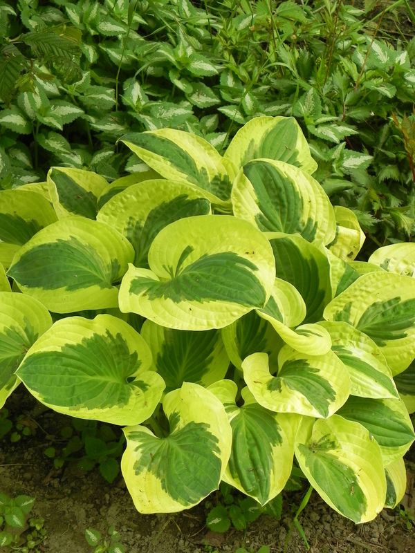 Hosta x hybrida ‘Brim Cup’