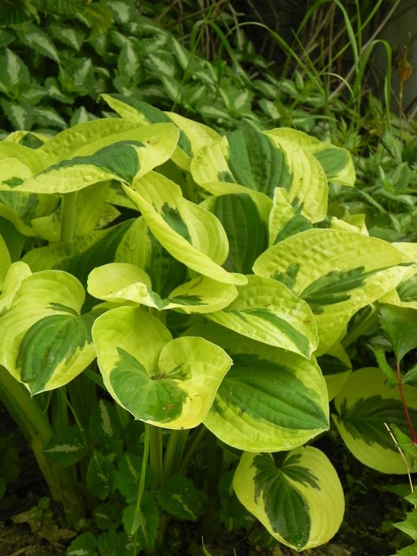 Hosta x hybrida ‘Brim Cup’