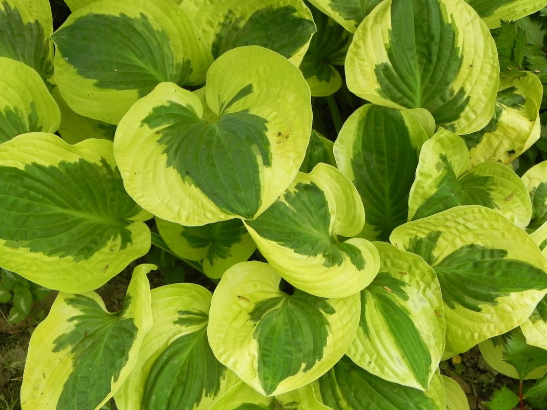 Hosta x hybrida ‘Brim Cup’