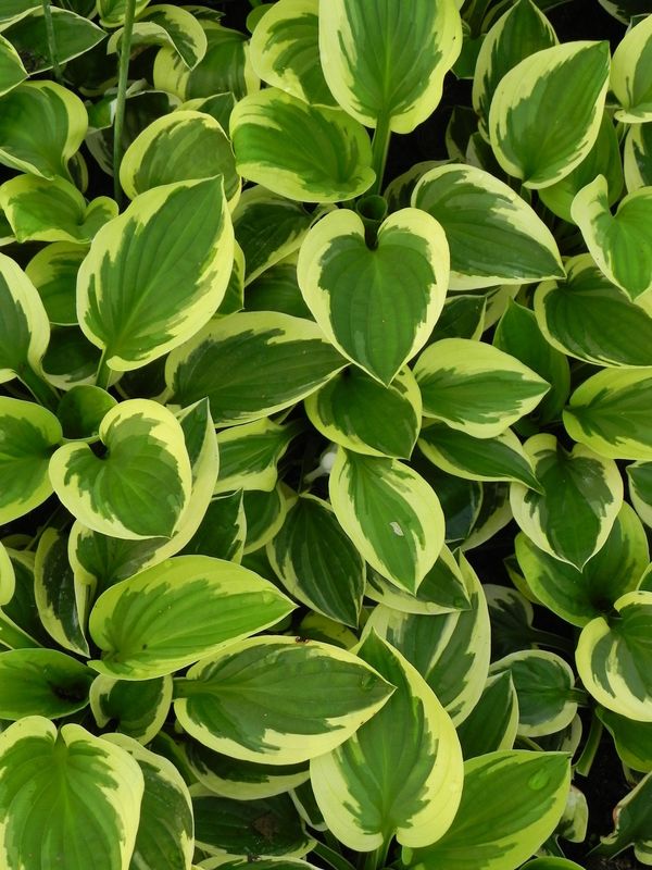 Hosta x hybrida ‘Brim Cup’