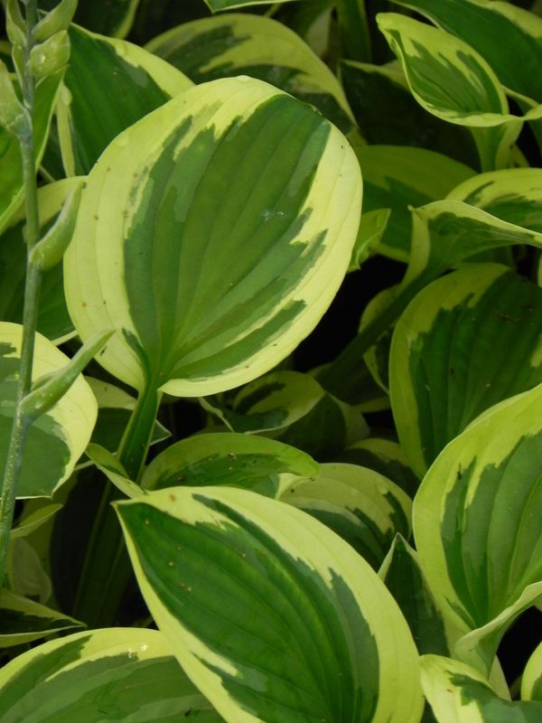 Hosta x hybrida ‘Brim Cup’