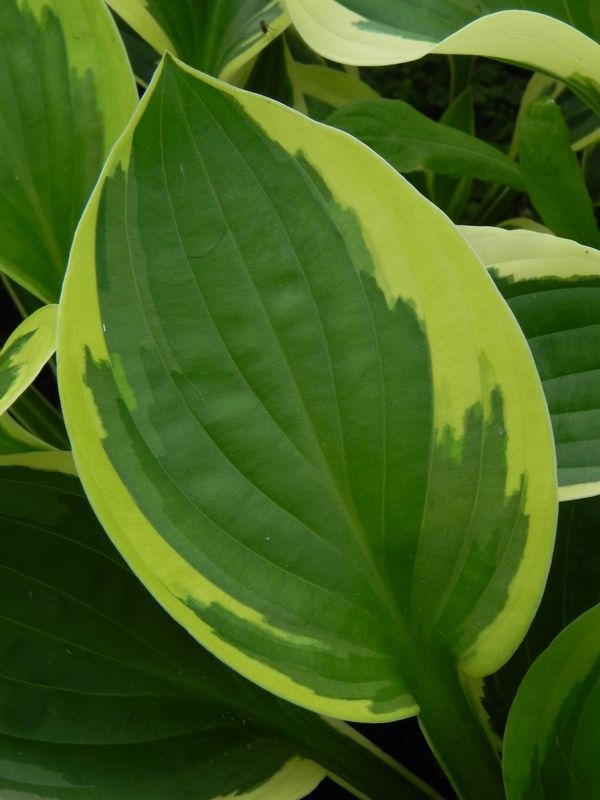 Hosta x hybrida ‘Brim Cup’
