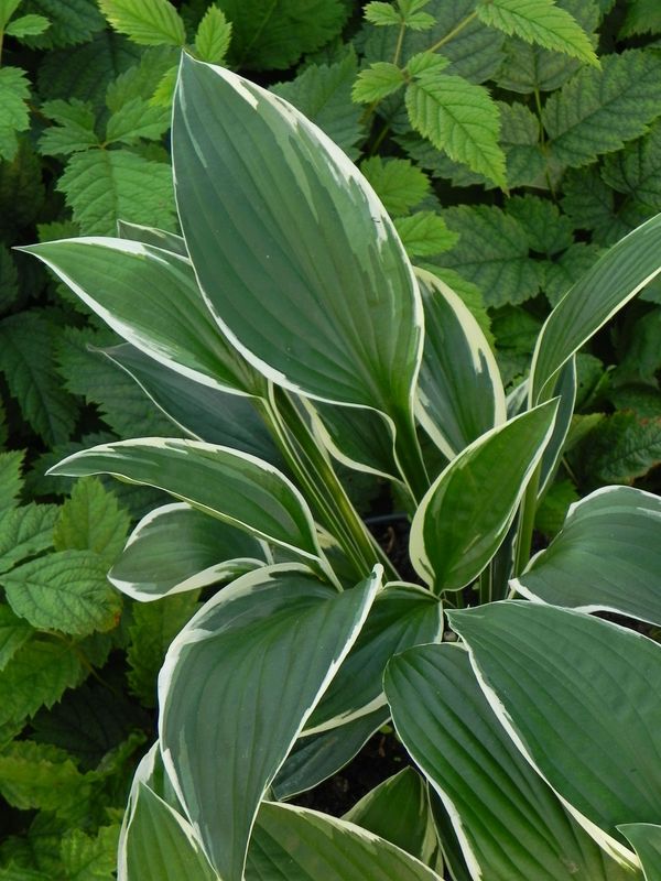 Hosta x hybrida ‘Francee’