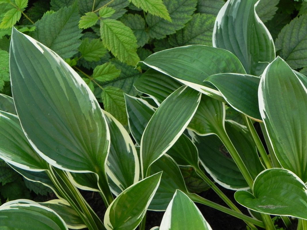 Hosta x hybrida ‘Francee’