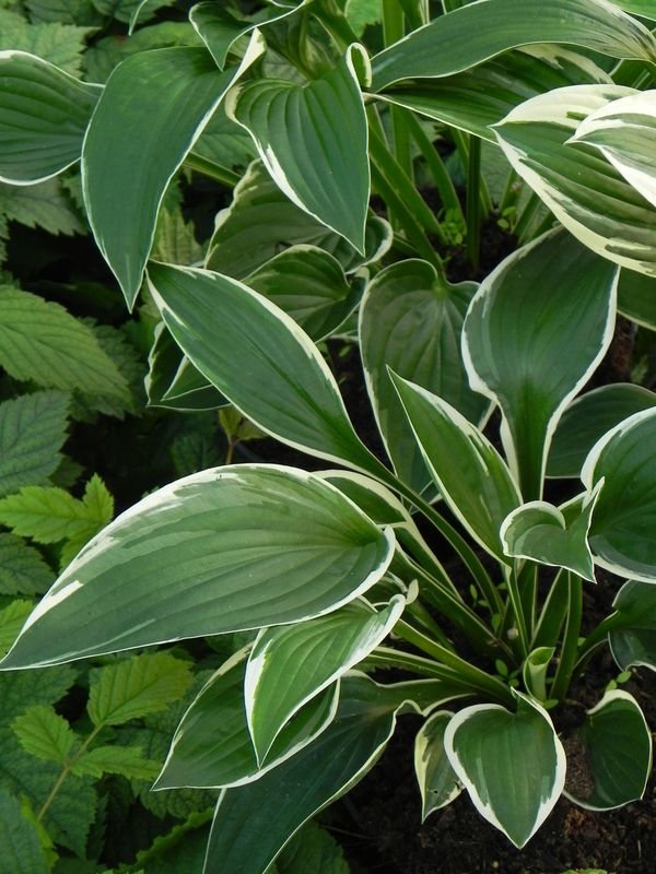 Hosta x hybrida ‘Francee’