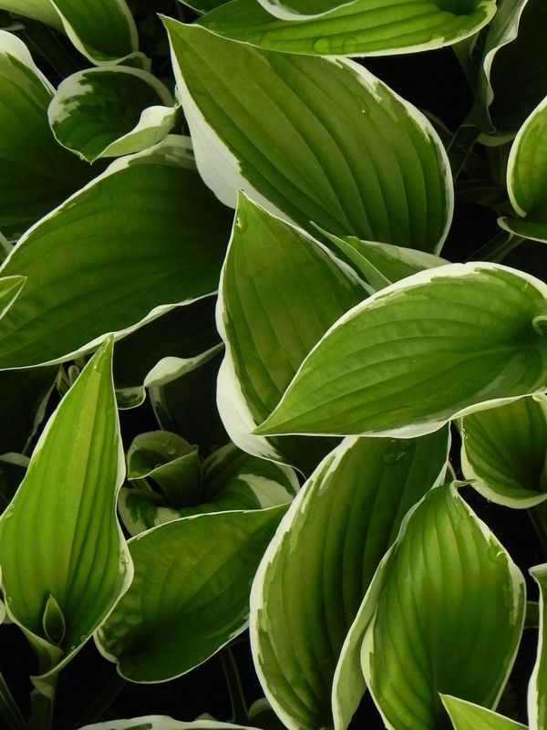 Hosta x hybrida ‘Francee’