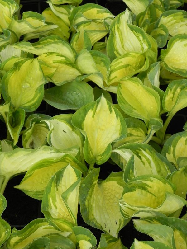 Hosta x hybrida ‘Great Expectations’