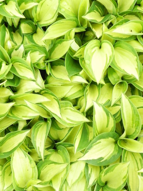 Hosta x hybrida ‘Great Expectations’