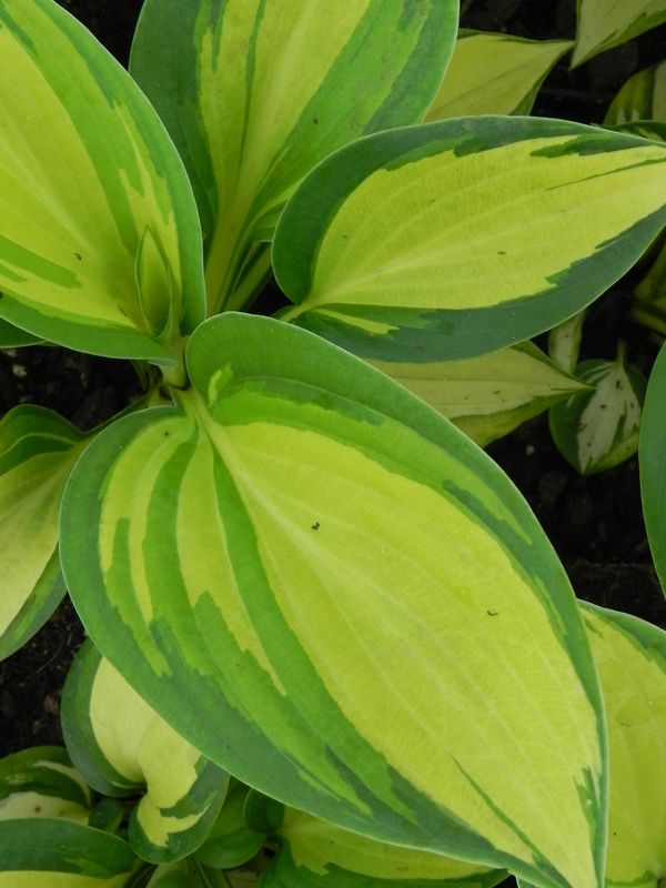 Hosta x hybrida ‘Great Expectations’