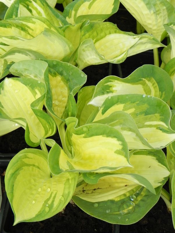 Hosta x hybrida ‘Great Expectations’