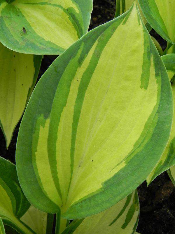 Hosta x hybrida ‘Great Expectations’