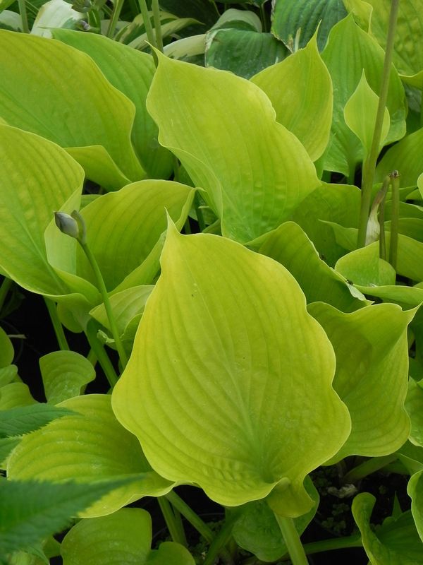 Hosta x hybrida ‘Sum and Substance’