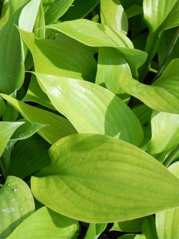 Hosta x hybrida ‘Sum and Substance’
