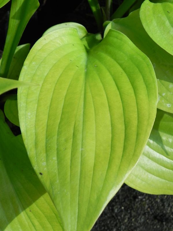 Hosta x hybrida ‘Sum and Substance’