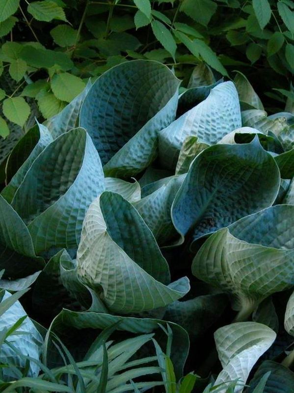 Hosta x hybrida ‘Abiqua Drinking Gourd’