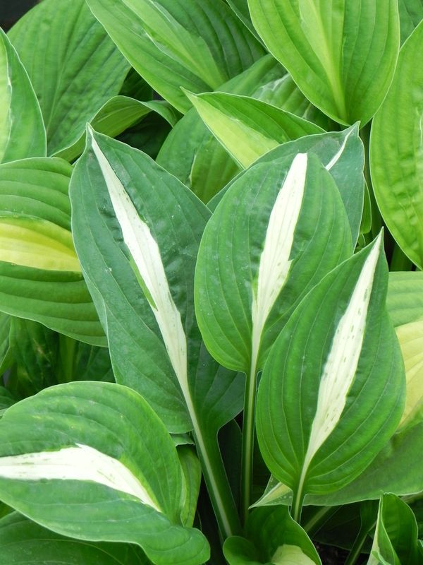 Hosta x hybrida ‘Pole Cat’