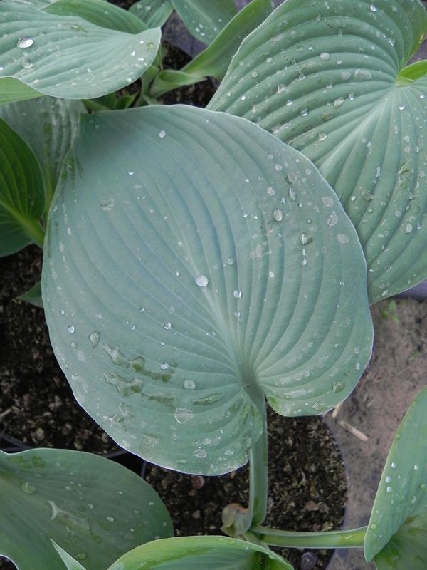 Hosta x hybrida ‘Blue Mammoth’
