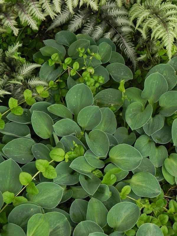 Hosta x hybrida ‘Blue Mouse Ears’
