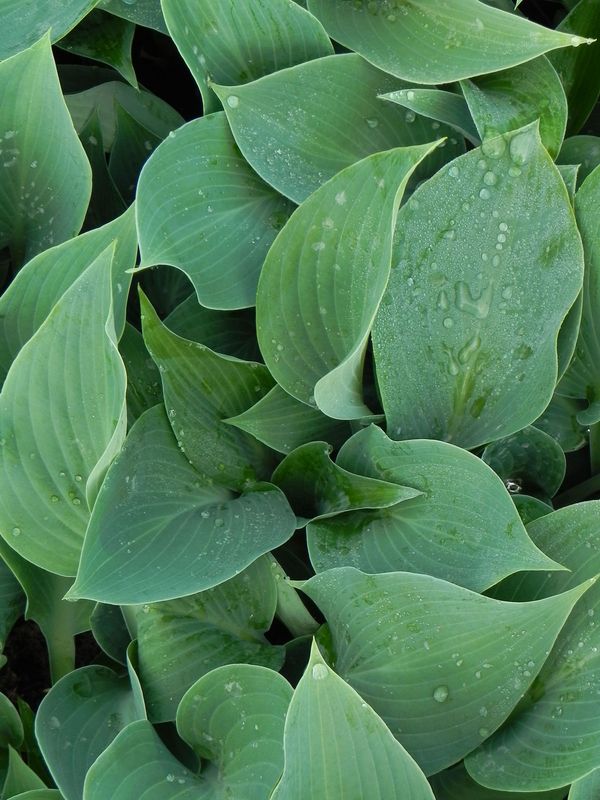 Hosta x hybrida ‘Halcyon’
