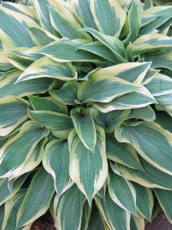 Hosta x hybrida ‘Wolverine’